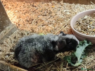 Guinea Pig rodents Baby skinny Pigs - Advert 18