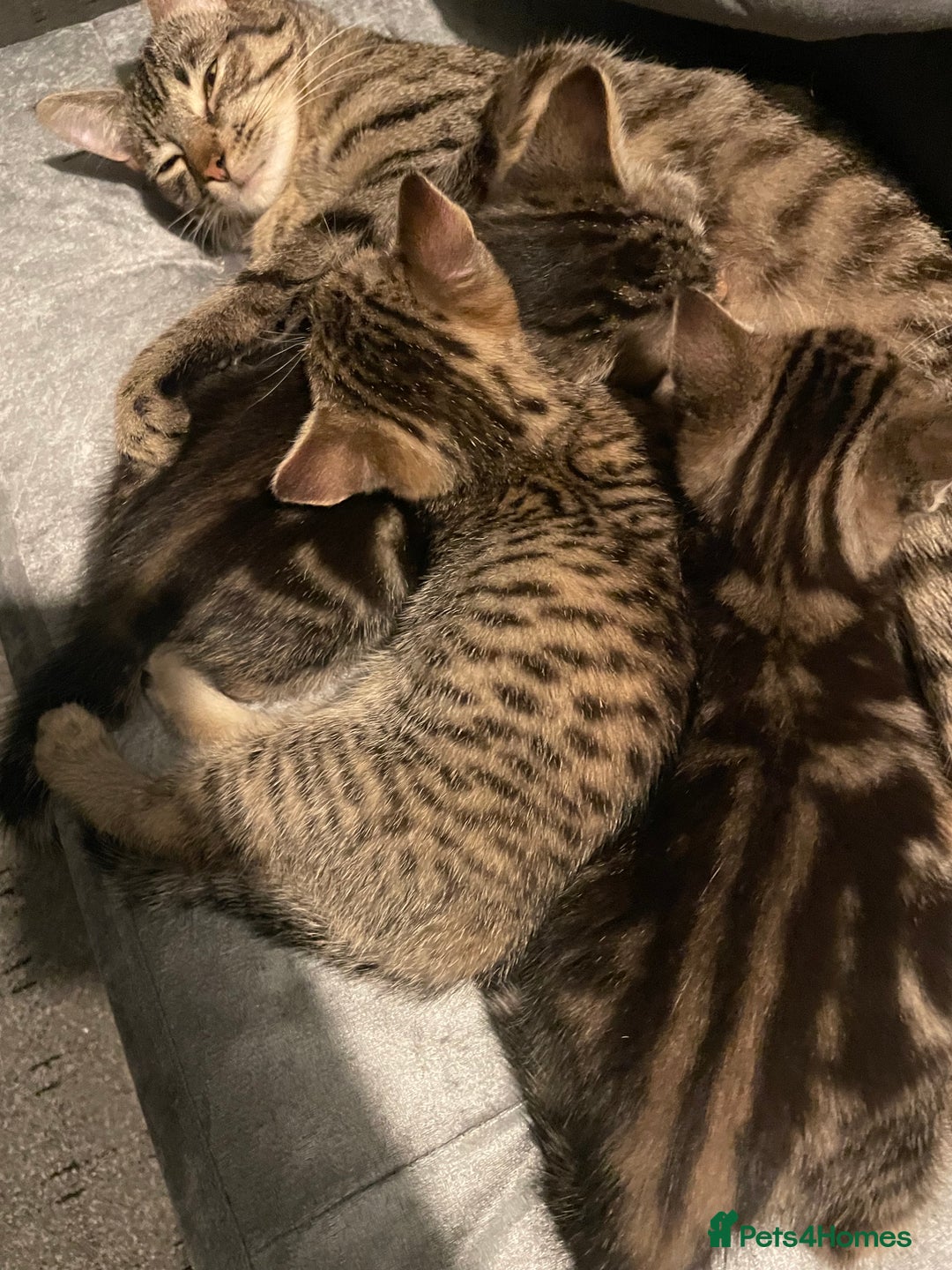 Mixed Breed cats for sale: Kittens For Sale  - Advert 3