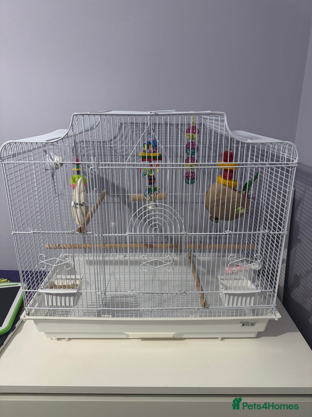 Budgerigars birds for sale: Beautiful Blue Boy  - Advert 4