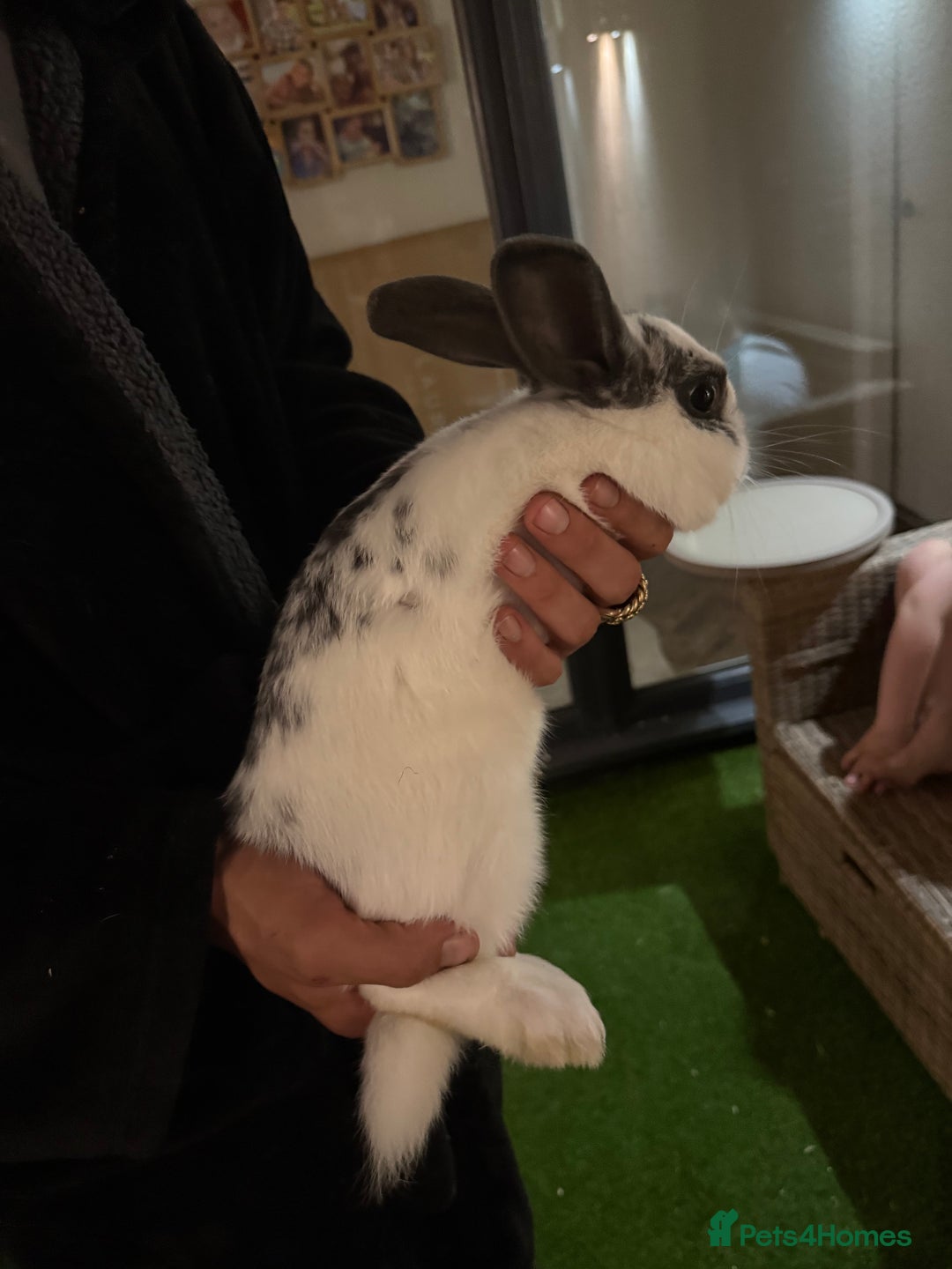 Mixed Breed rabbits for sale: Female rabbit  - Image 3