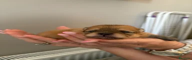 Pomeranian 2