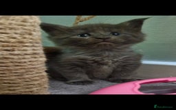 Maine Coon cats for sale: Adorable maincoon kittens 😸 looking for new home  - Image 4