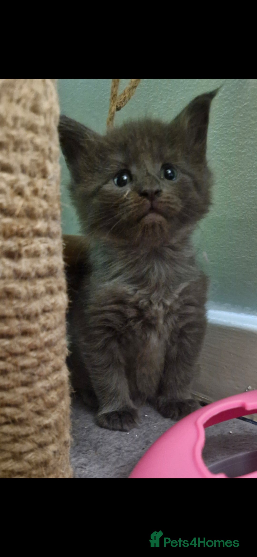 Maine Coon cats for sale: Adorable maincoon kittens 😸 looking for new home  - Image 4