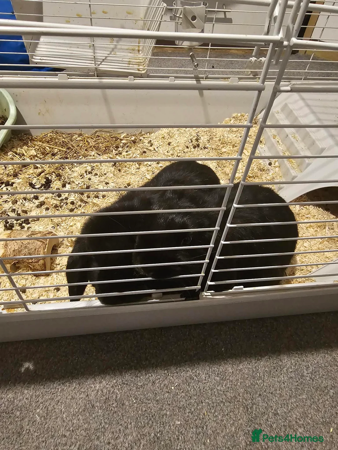 Dwarf Lop rabbits for sale: Two male dwarfs lop - Advert 8