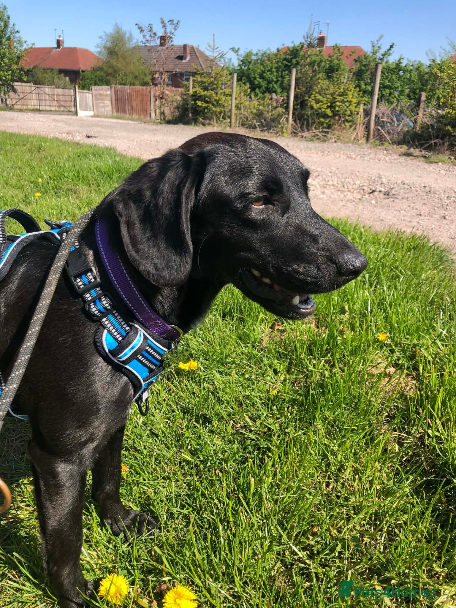 Mixed Breed dogs Sadie – 9 months old, Mixed Breed Girl Pup - Advert 1