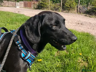 Mixed Breed dogs Sadie – 9 months old, Mixed Breed Girl Pup - Advert 9