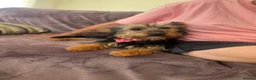 Mixed Breed dogs for adoption: Little Luna - Advert 14