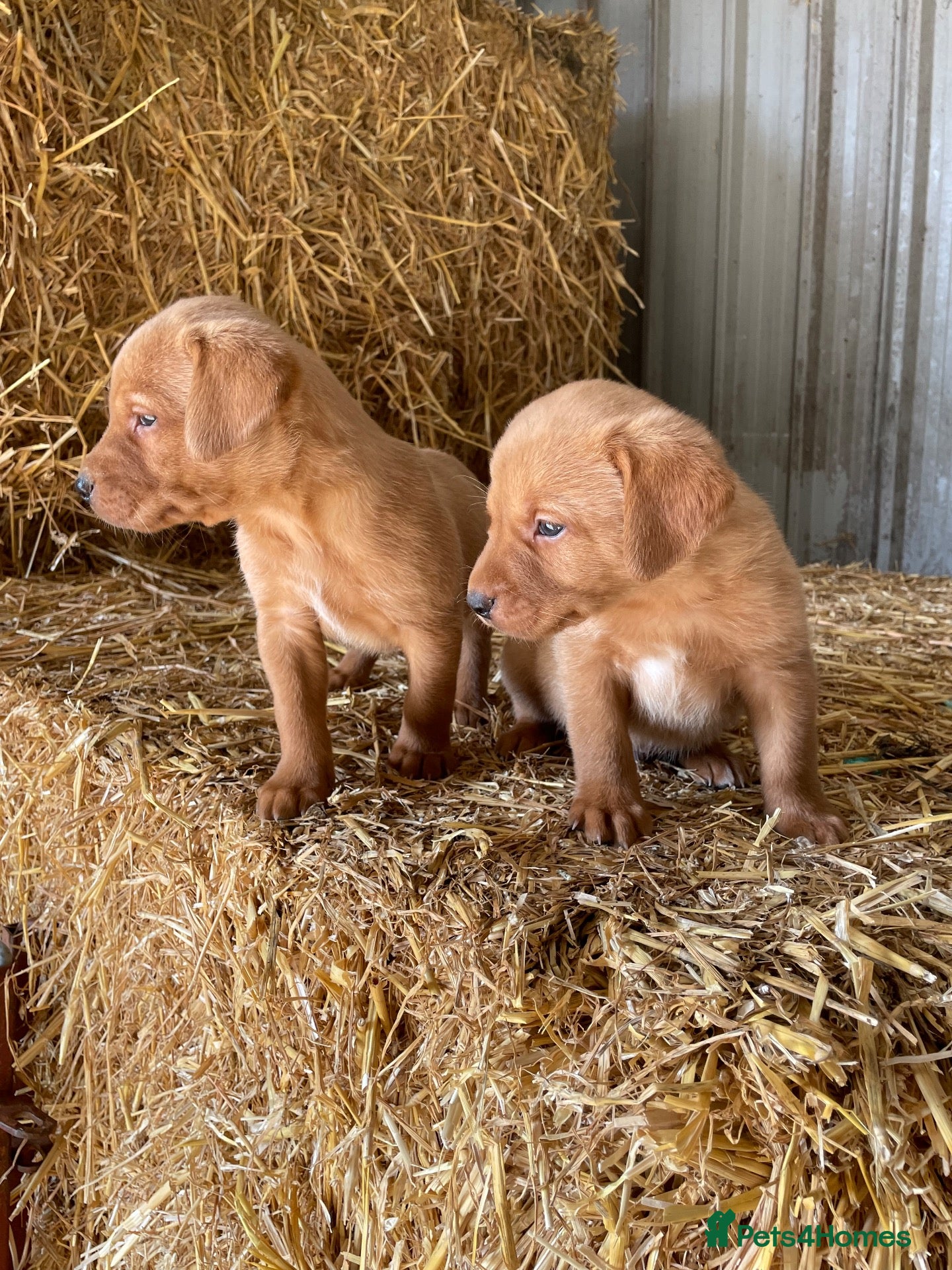 Labrador Retriever dogs KC registered fox red labradors - Advert 1