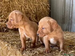 Labrador Retriever dogs KC registered fox red labradors - Advert 1