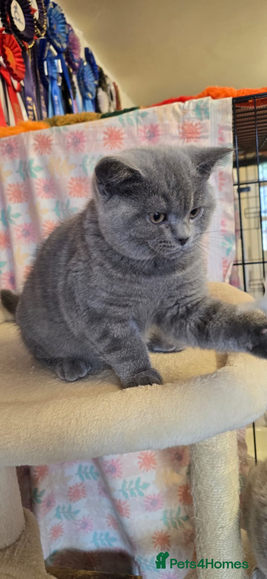 British Shorthair cats for sale: Beautiful full pedigree British  - Image 1