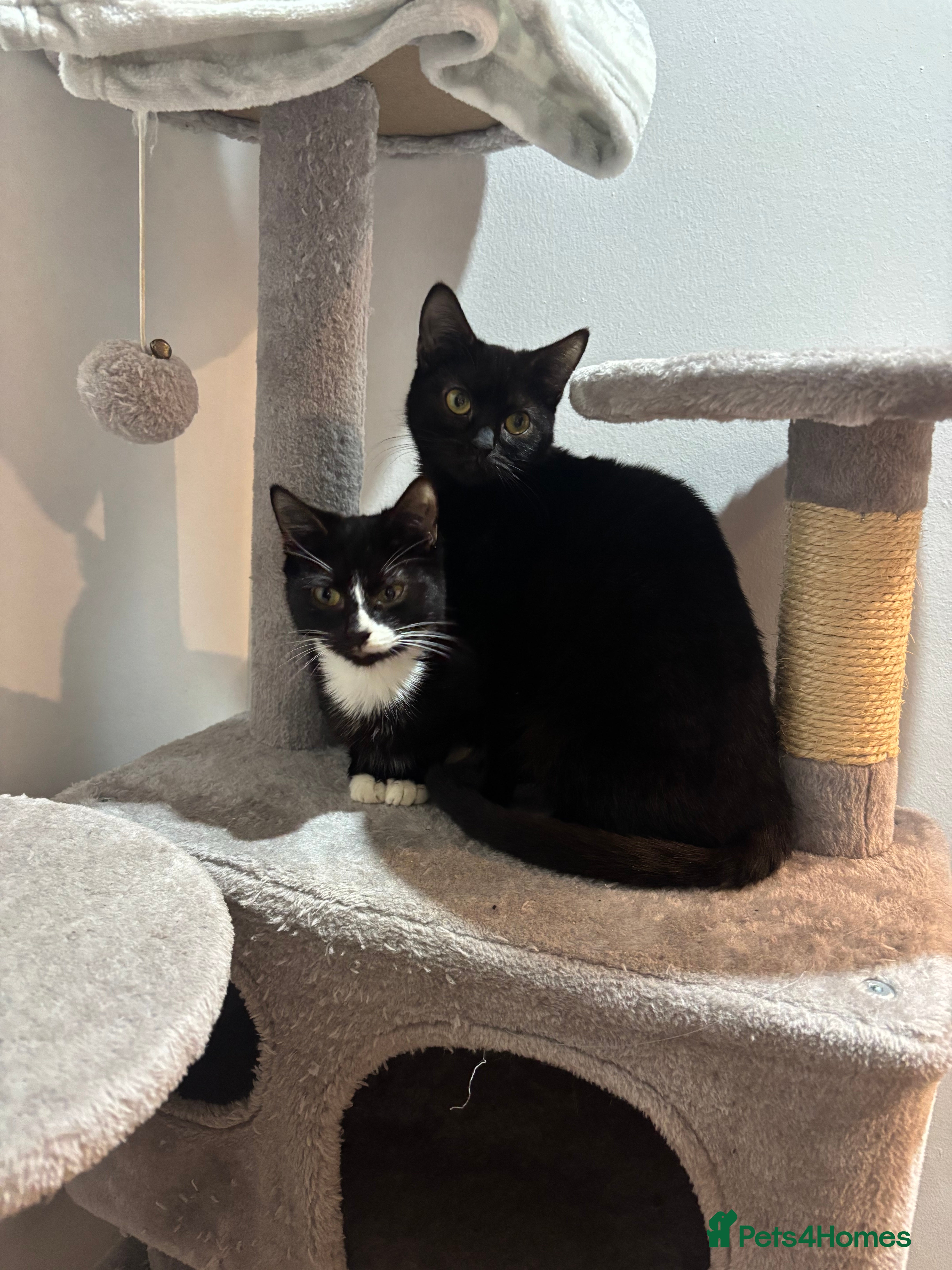 British Shorthair cats 2 beautiful sisters for sale - Advert 17