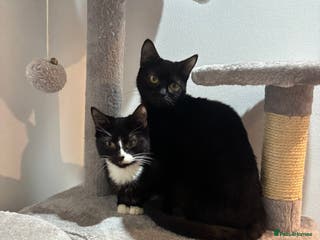 British Shorthair cats 2 beautiful sisters for sale - Advert 17