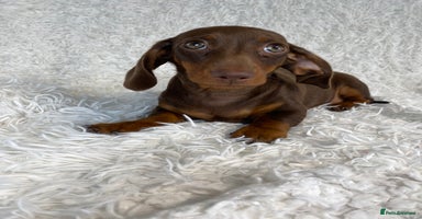 Miniature Dachshund dogs - Advert 1