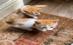 Mixed Breed cats for sale: Mixed litter  - Image 10