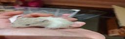 Hamster rodents for sale: Baby syrain hamsters - Advert 11