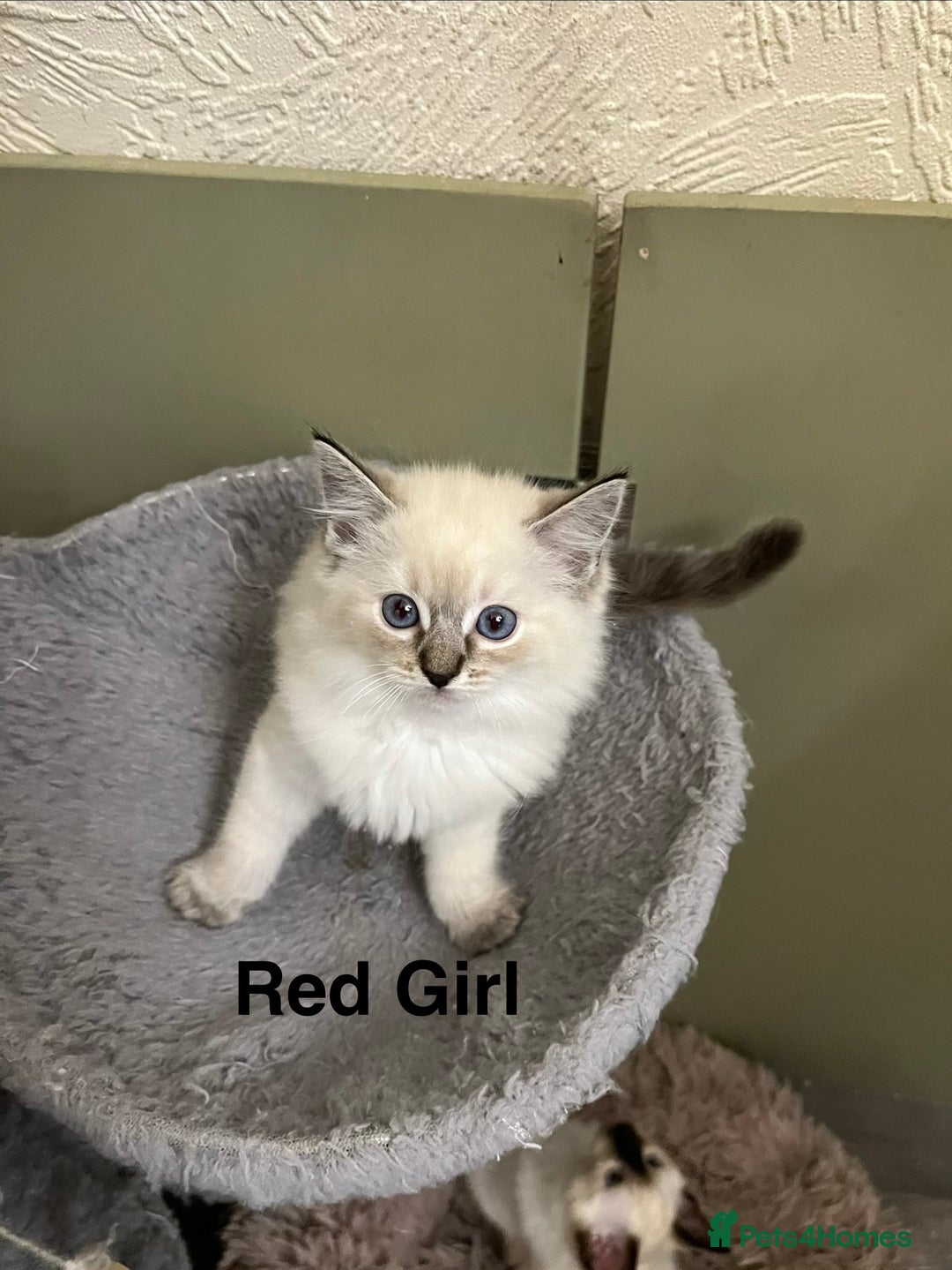 Ragdoll cats for sale: ❤️5 Beautiful Pure Ragdoll Kittens❗️❤️🐈 - Advert 24