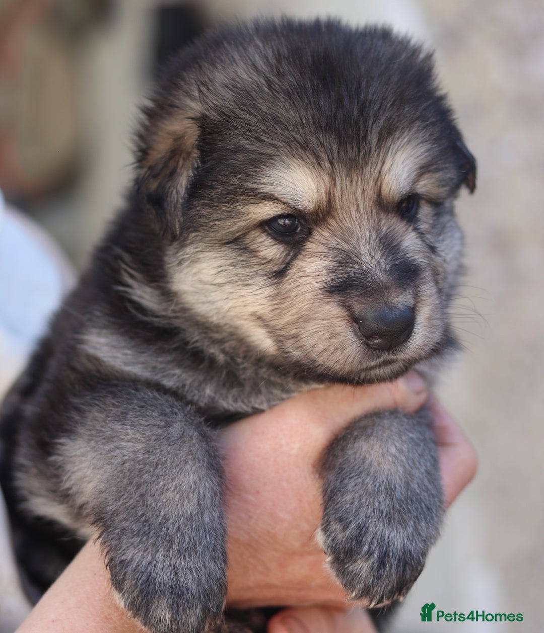 German Shepherd dogs for sale: Adorable GSD pups, straight back line, KC reg - Image 21
