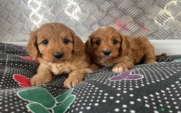 Cavapoo dogs for sale: F1 CAVAPOO puppies for sale  - Image 3