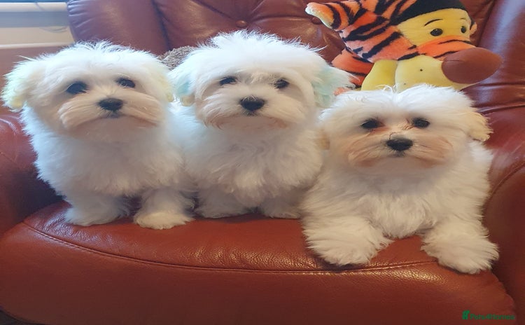 Havanese dogs - Advert 3