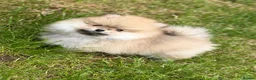 Pomeranian dogs for sale: 🔥     Top Quality Pomeranian Available🧸 - Advert 10