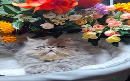 Persian cats for sale: Two beautiful boy kittens  - Image 8