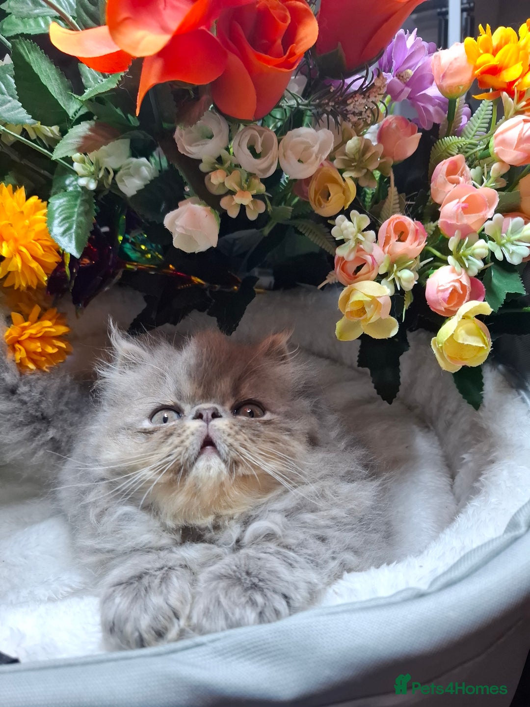 Persian cats for sale: Two beautiful boy kittens  - Image 8