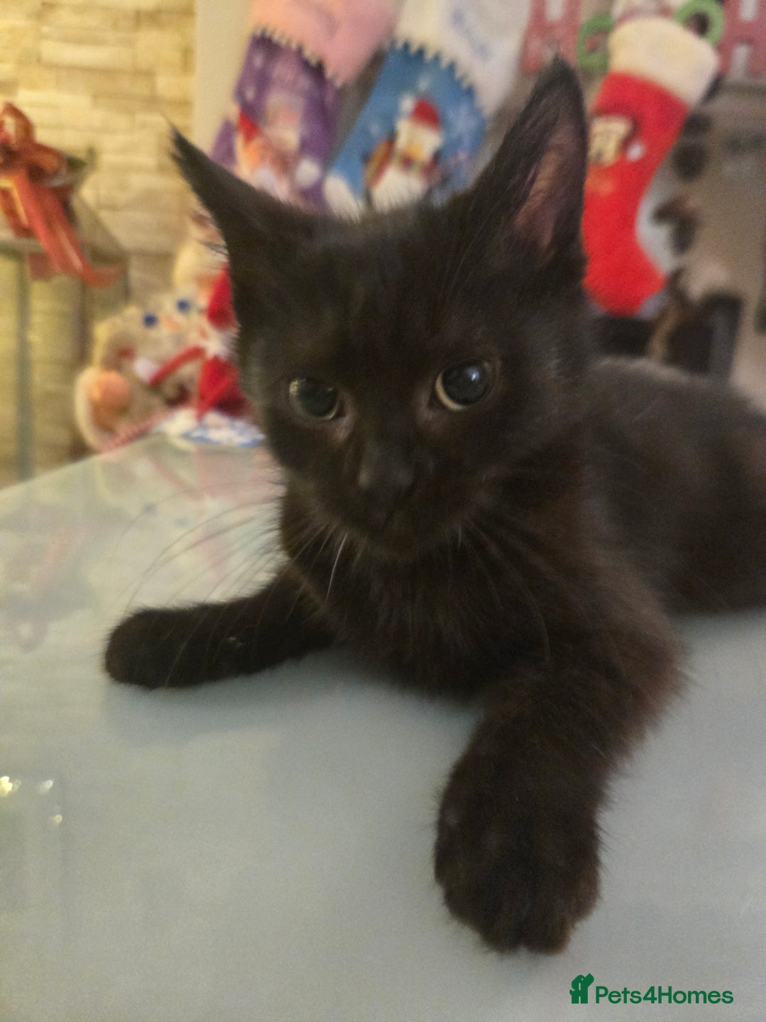 Ragdoll cats for sale: Radoll mix British short haired kittens - Advert 15