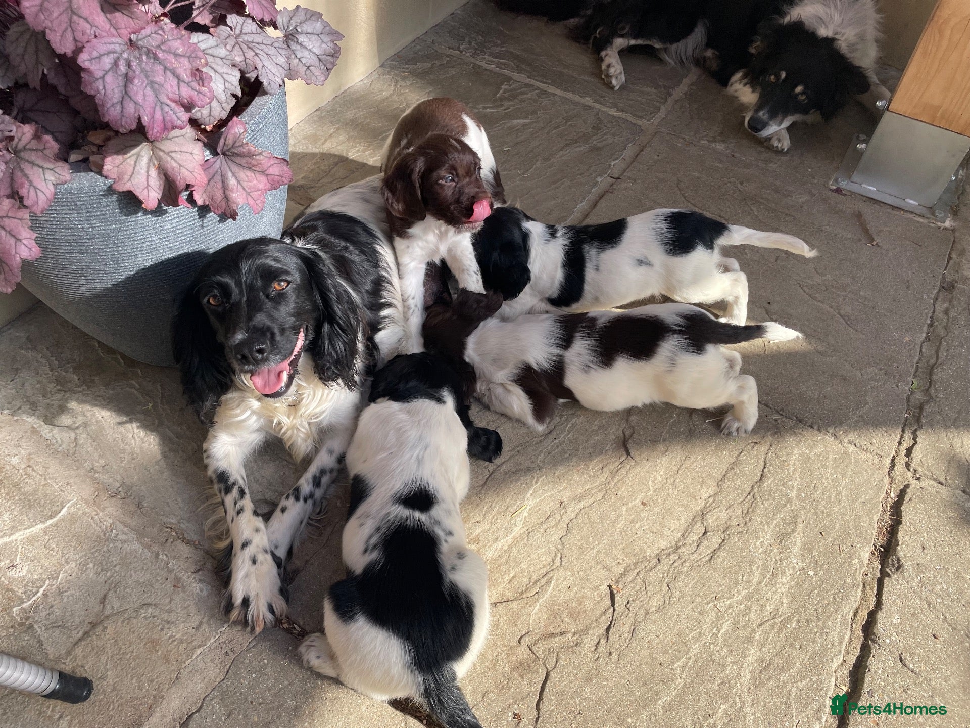 English Springer Spaniel dogs  KC registered Springer Spaniel Puppy for Sale - Advert 11