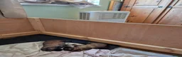 German Shepherd dogs for sale: Beautiful GSD puppies - Advert 21