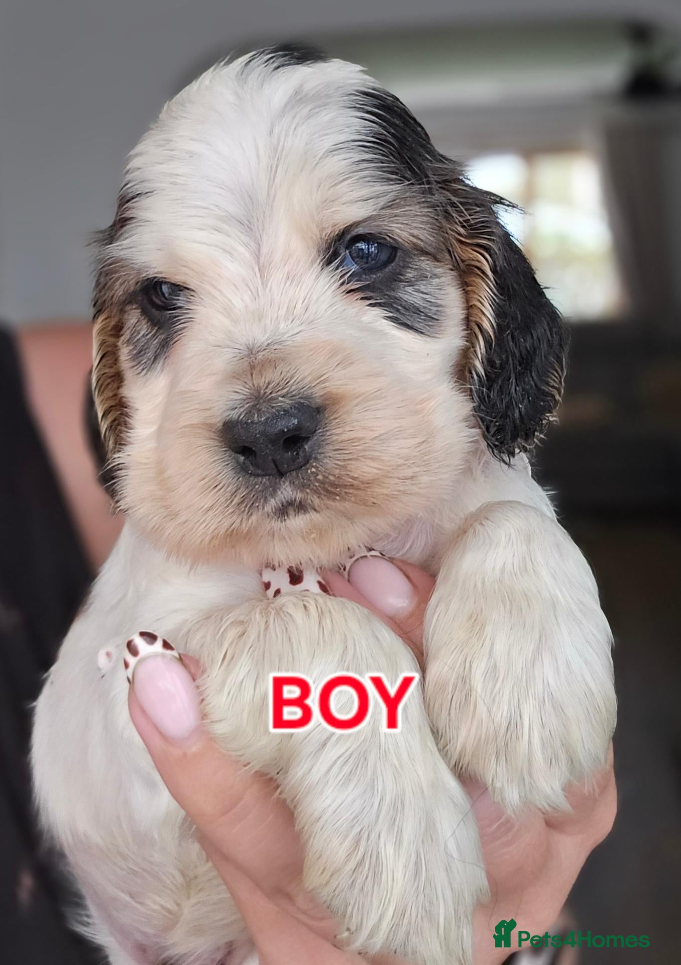 Cocker Spaniel dogs KC Reg Show Cocker Spaniel Pups Health Clear Boys - Advert 2