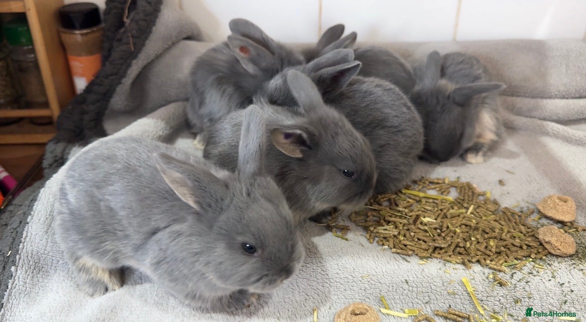 Mixed Breed rabbits Mini Rex x Lion Lop Babies - Advert 14