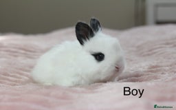 Angora rabbits for sale: Angora X bunny rabbits  - Image 10