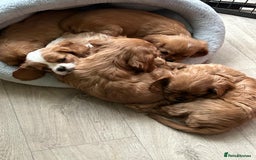 Cavalier King Charles Spaniel dogs for sale: Stunning Cavalier king Charles Spanniel Puppies - Advert 7