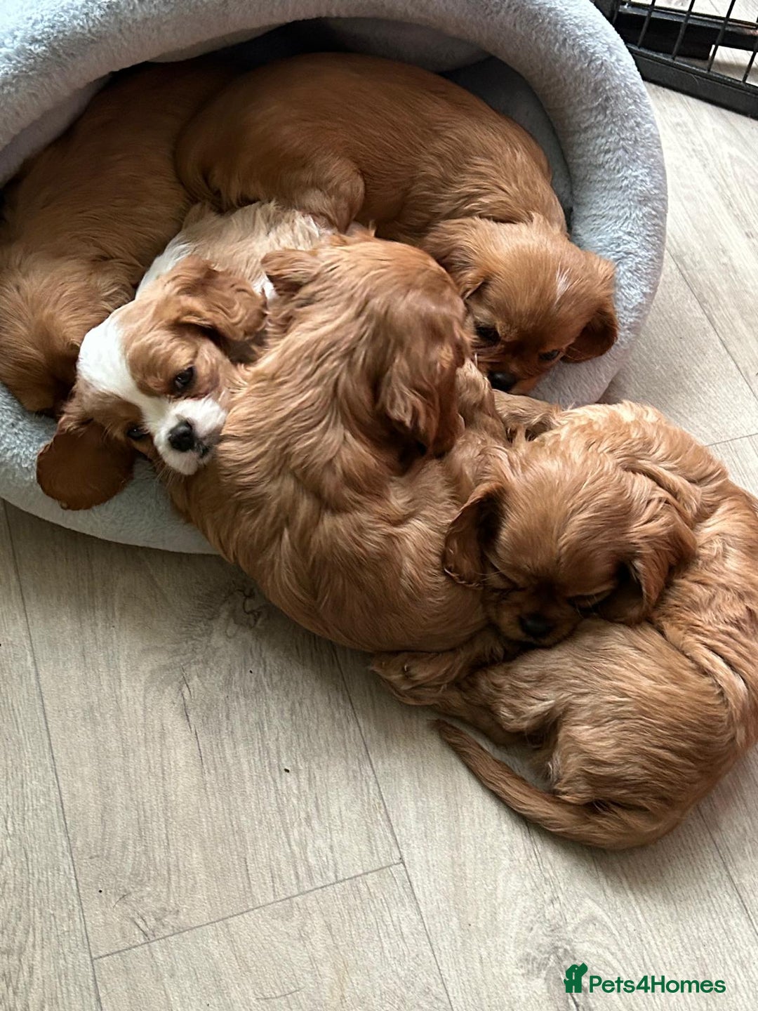 Cavalier King Charles Spaniel dogs for sale: Stunning Cavalier king Charles Spanniel Puppies - Advert 7