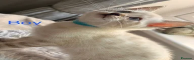 Mixed Breed Kitten 1