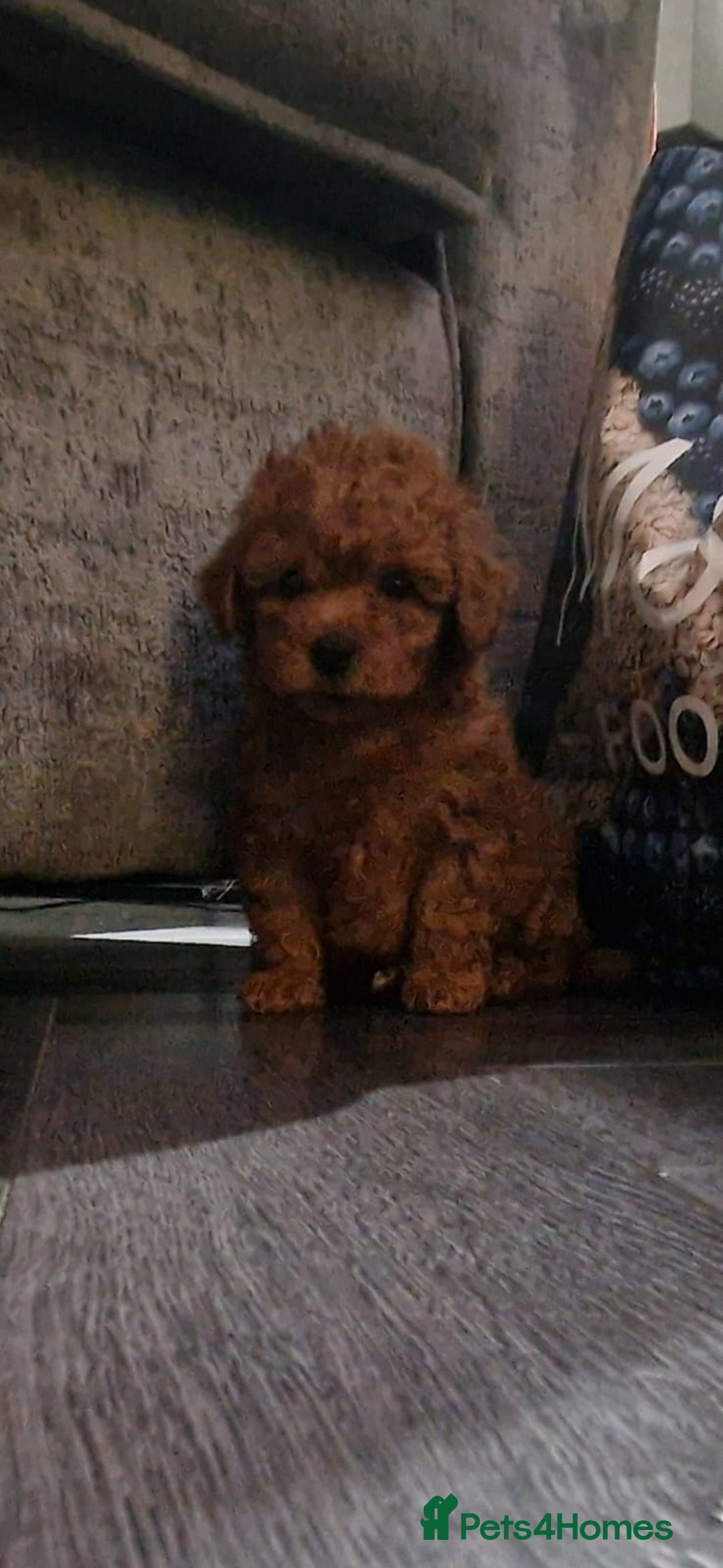 Maltipoo dogs for sale: Lady's litter  - Advert 11