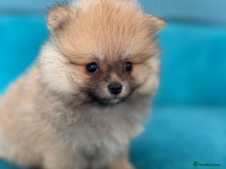 Pomeranian dogs Last KC girl and boy left,ready to leave Monday! - Advert 2