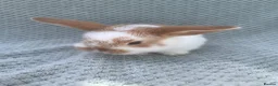 Mini Lop rabbits for sale: Wonderful mini lop kits  - Advert 5
