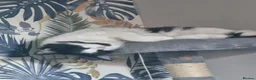 Mixed Breed cats for sale: Male kitten - Advert 3