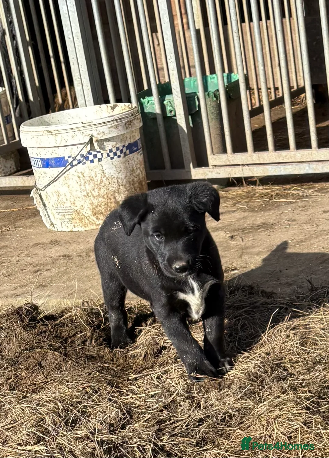 Borador dogs for sale: Beautiful Collie x Labrador puppies  - Advert 3