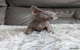 Sphynx cats for sale: Sphynx kittens - Image 18