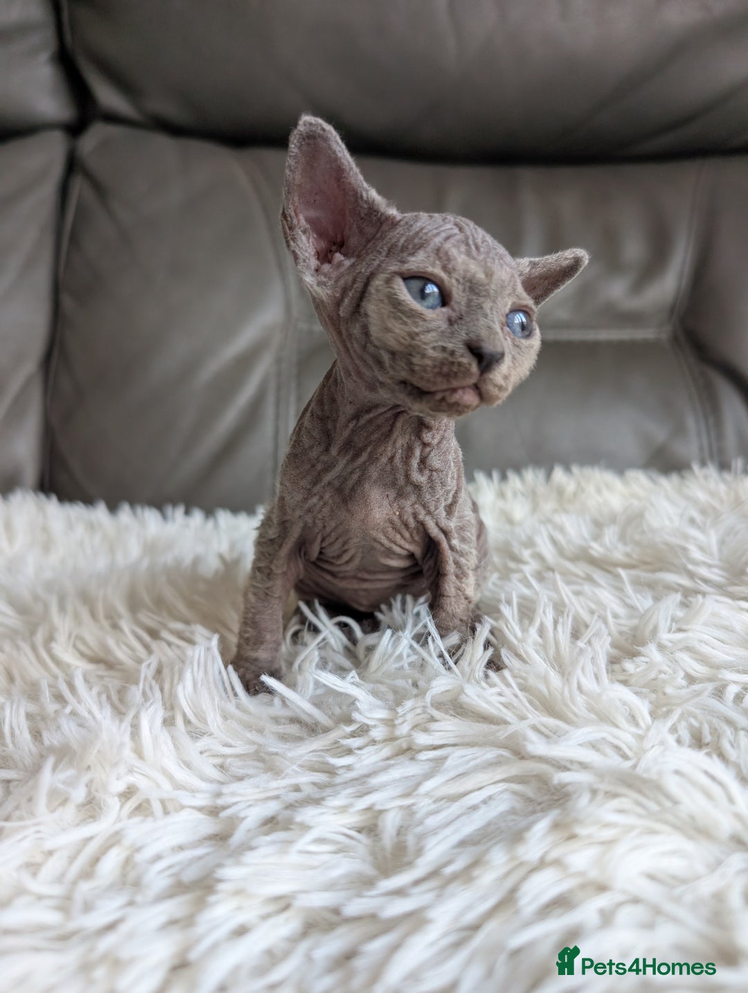 Sphynx cats for sale: Sphynx kittens - Image 18