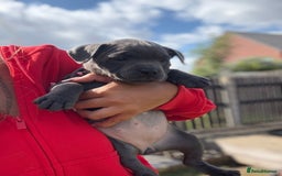 Staffordshire Bull Terrier dogs for sale: 💥READY TO LEAVE NOW 💥 PURE BLUE STAFFS PUPS🩵 in Barnsley - Image 35