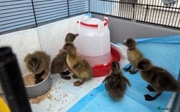 Ducks poultry for sale: 3 ducklings needing forever homes  - Image 3