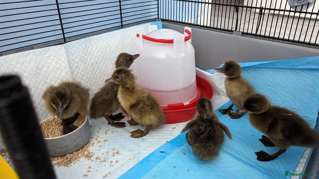 Ducks poultry for sale: 3 ducklings needing forever homes  - Image 3
