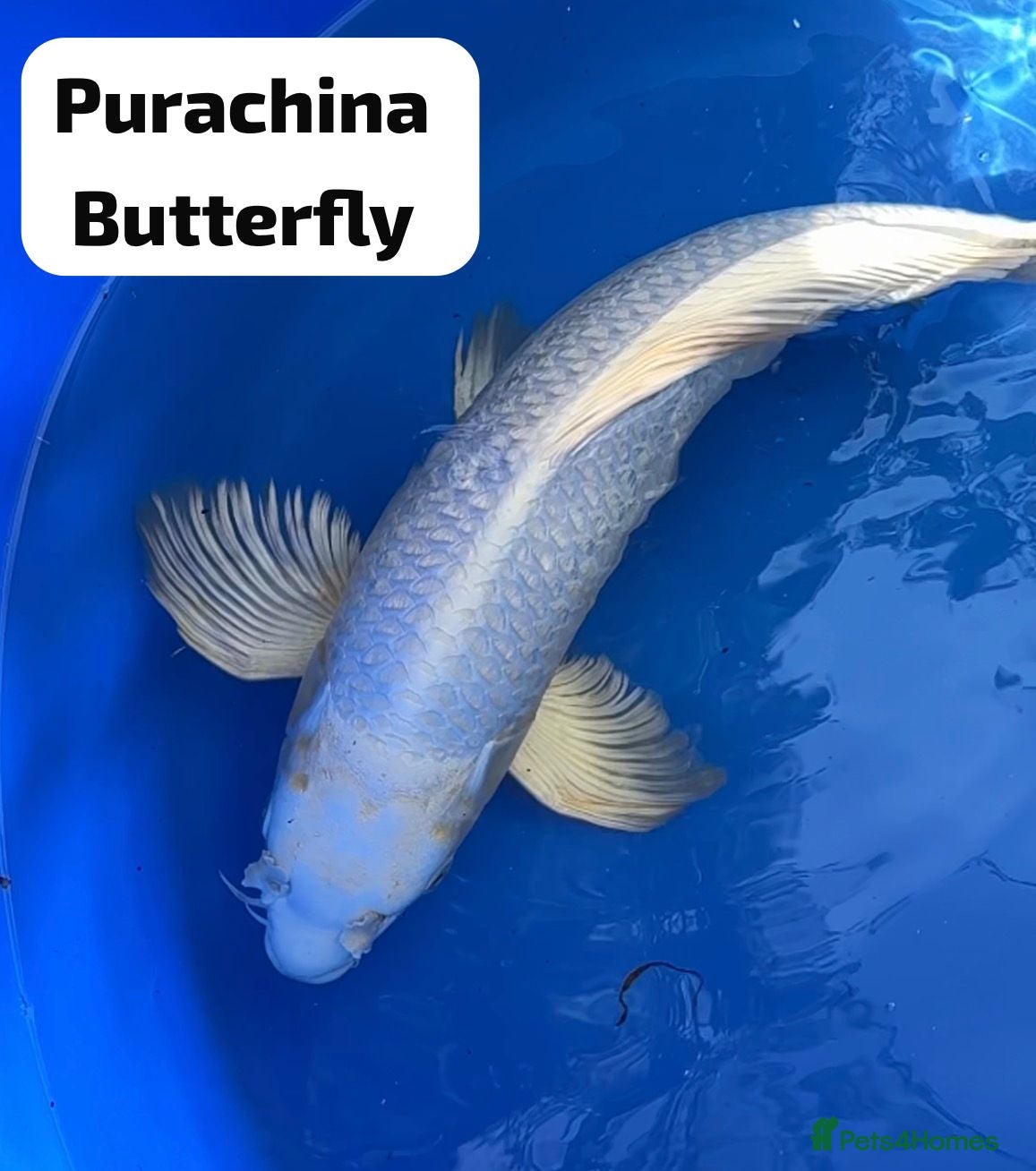 Koi Carp fish Large Purachina Butterfly Koi - Advert 9