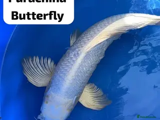 Koi Carp fish Large Purachina Butterfly Koi - Advert 9