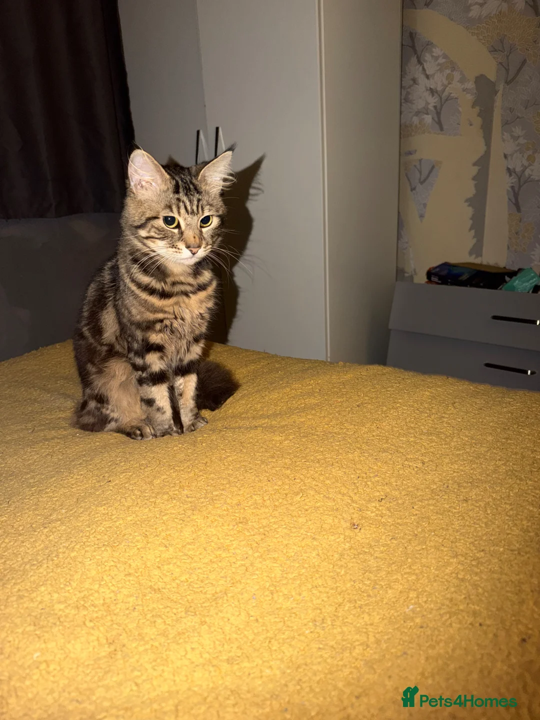 Mixed Breed cats for sale: Tabby cat not sure what he’s mixed with  - Advert 3