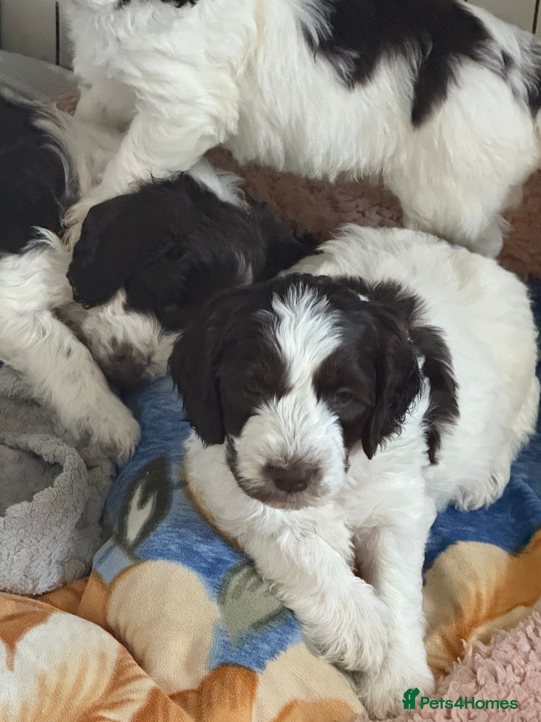 Mixed Breed dogs for sale: Cockapoo puppies  - Advert 11