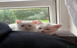 British Shorthair cats for sale: British white shirt hair  - Image 3